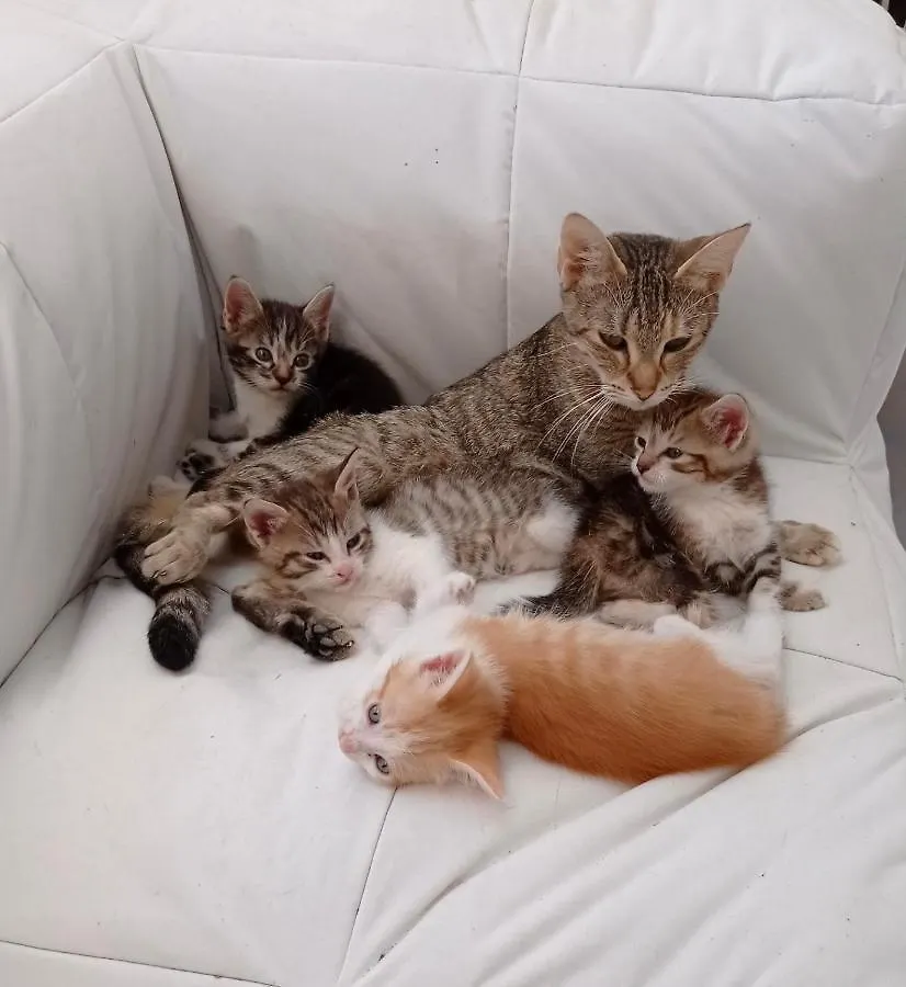 T3 Sur Fermette Avec Les Animaux Apartment Lusigny
